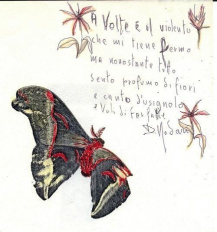 Farfalla