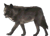 35.gif