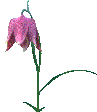 fiori075.gif