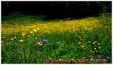 DSCN7986.jpg