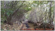 DSCN5095.jpg